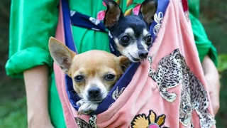 Tašky na pejsky do města i přírody